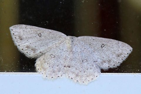 Cyclophora pendulinaria Cyclophora pendulinaria (Sweetfern Geometer). Although called Sweetfern (Comptonia peregrina) Geometer Moth the larvae also feed on alder, beech, blueberry, and snakeroot. Comptonia peregrina,Cyclophora pendulinaria,Geotagged,Spring,United States,moth,sweetfern geometer
