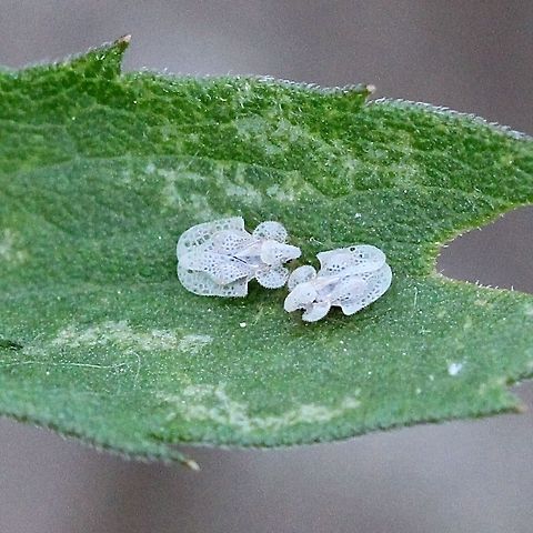 Corythucha marmorata Corythucha marmorata on Tall Goldenrod (Solidago altissima) in an old field. Corythucha marmorata,Geotagged,Spring,United States