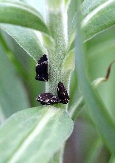 Publilia concava Publilia concava on Tall Goldenrod (Solidago altissima) in an old field. Geotagged,Publilia concava,Spring,United States