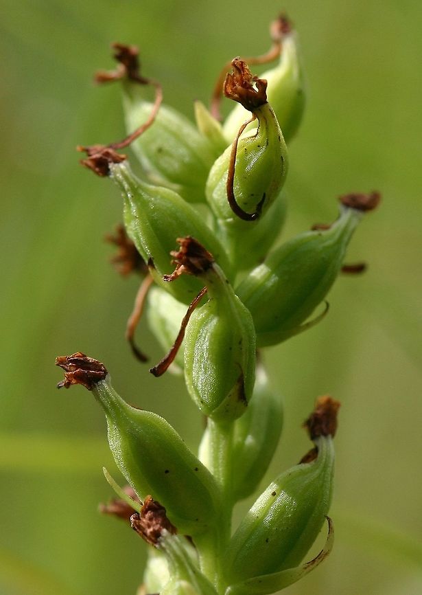Platanthera clavellata Platanthera clavellata in fruit. Numerous plants were seen growing in a series of small beaver-modified wetlands in a wide crevice or trough in the bedrock connecting two large peatlands. The soil was sandy peat and very wet. Sunny location, mostly fine-leaved sedges and peat moss. Geotagged,Platanthera clavellata,Small green wood orchid,Summer,United States,fruiting,orchid fruit,peat moss,peatland