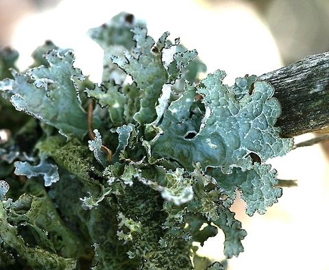 Platismatia tuckermanii Platismatia tuckermanii on the branch of a Black Spruce (Picea mariana) in a forest along the margins of a beaver meadow. Crumpled Rag Lichen,Geotagged,Picea mariana,Platismatia tuckermanii,Spring,United States