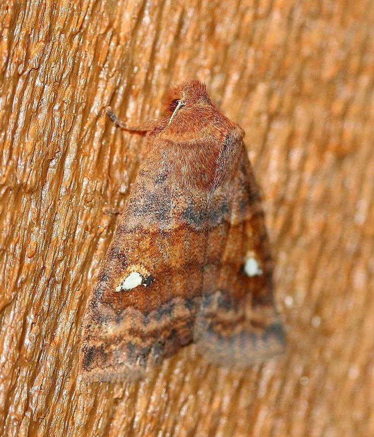 Eupsilia tristigmata Eupsilia tristigmata, an early spring moth, that came to my porch light. The temperature was around 43 degrees F.<br />
<br />
Larval hosts are plants in the Rose family (Rosaceae) and Blueberry Family (Ericaceae). The flight period for Eupsilia tristigmata is in the early spring before most plants have leafed out and again in late summer to early fall when the larvae have metamorphosed to adults.<br />
<br />
This is a new record for my personal species checklist and the fourth early spring moth this year. As cool and damp as the weather is there are a number of Lepidoptera that are flying now most of which have overwintered as adults. Additionally, there are caterpillars that have overwintered in their next to the last instar and are feeding on bits of vegetation. Three that I&#039;ve seen this week are the Woolly Bear (Pyrrharctia isabella), Virginia Ctenucha (Ctenucha virginiana), and Ruby Tiger Moth (Phragmatobia fuliginosa). Eupsilia tristigmata,Geotagged,Spring,United States,early spring moth,moth