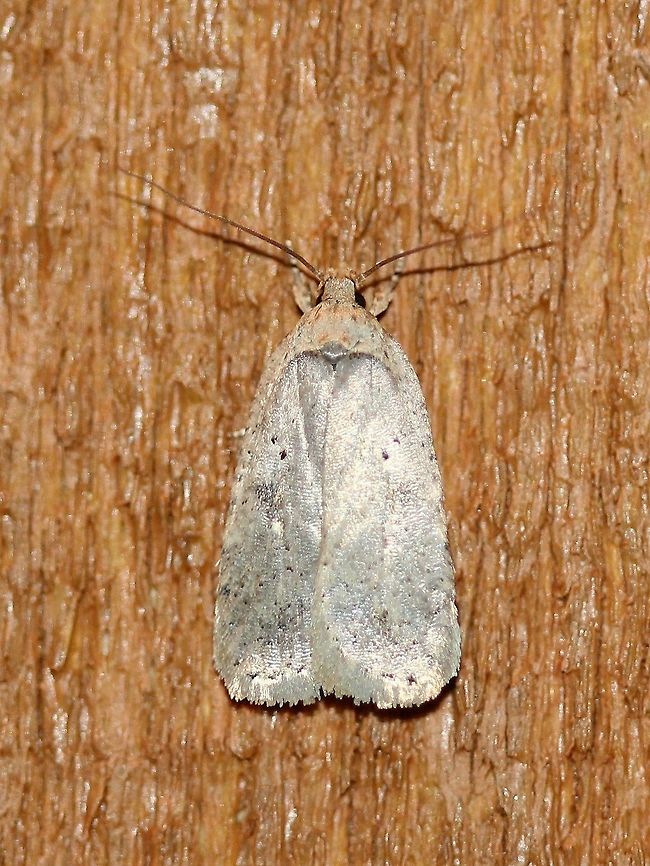 Agonopterix sp. Agonopterix sp., an early spring moth, that came to my porch light. The temperature was around 43 degrees F.<br />
<br />
Initially, I thought this was A. argillacea but it is difficult to make out the dark spots that should be present about midway on the wings.<br />
<br />
 Agonopterix argillacea,Geotagged,Spring,United States,early spring moth,moth