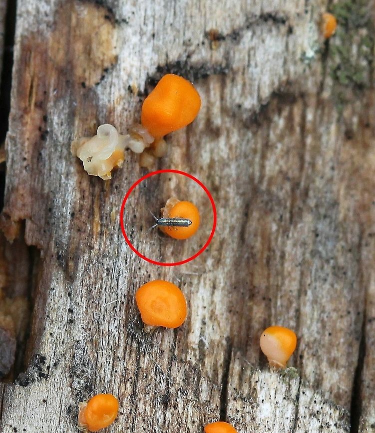 Lepidocyrtus paradoxus Lepidocyrtus paradoxus, a silvery metallic springtail, on a decomposing conifer log. Geotagged,Lepidocyrtus paradoxus,Spring,Springtail,United States