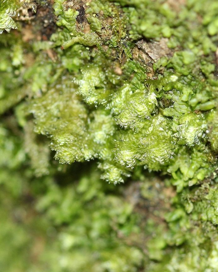 Neckera pennata Neckera pennata growing at the base of a Black Ash (Fraxinus nigra) tree in a swamp. Geotagged,Neckera pennata,Spring,United States