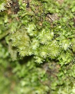 Neckera pennata Neckera pennata growing at the base of a Black Ash (Fraxinus nigra) tree in a swamp. Geotagged,Neckera pennata,Spring,United States
