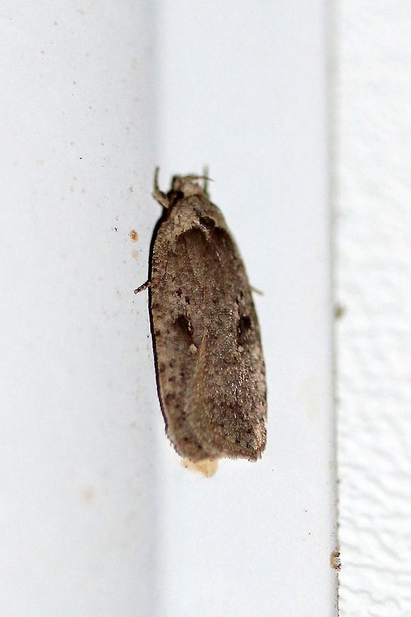 Agonopterix argillacea Agonopterix argillacea, an early spring moth, attracted to the light on the porch. Temperature 44 degrees F.<br />
<br />
This species is in flight from spring to fall but is most commonly seen in April and May. Larval host plants are willows  (Salix spp.). Agonopterix argillacea,Geotagged,Spring,United States,early spring moth,moth