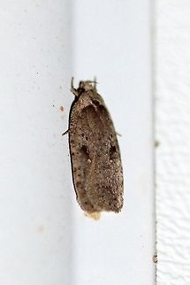 Agonopterix argillacea Agonopterix argillacea, an early spring moth, attracted to the light on the porch. Temperature 44 degrees F.

This species is in flight from spring to fall but is most commonly seen in April and May. Larval host plants are willows  (Salix spp.). Agonopterix argillacea,Geotagged,Spring,United States,early spring moth,moth