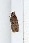 Agonopterix argillacea Agonopterix argillacea, an early spring moth, attracted to the light on the porch. Temperature 44 degrees F.<br />
<br />
This species is in flight from spring to fall but is most commonly seen in April and May. Larval host plants are willows  (Salix spp.). Agonopterix argillacea,Geotagged,Spring,United States,early spring moth,moth