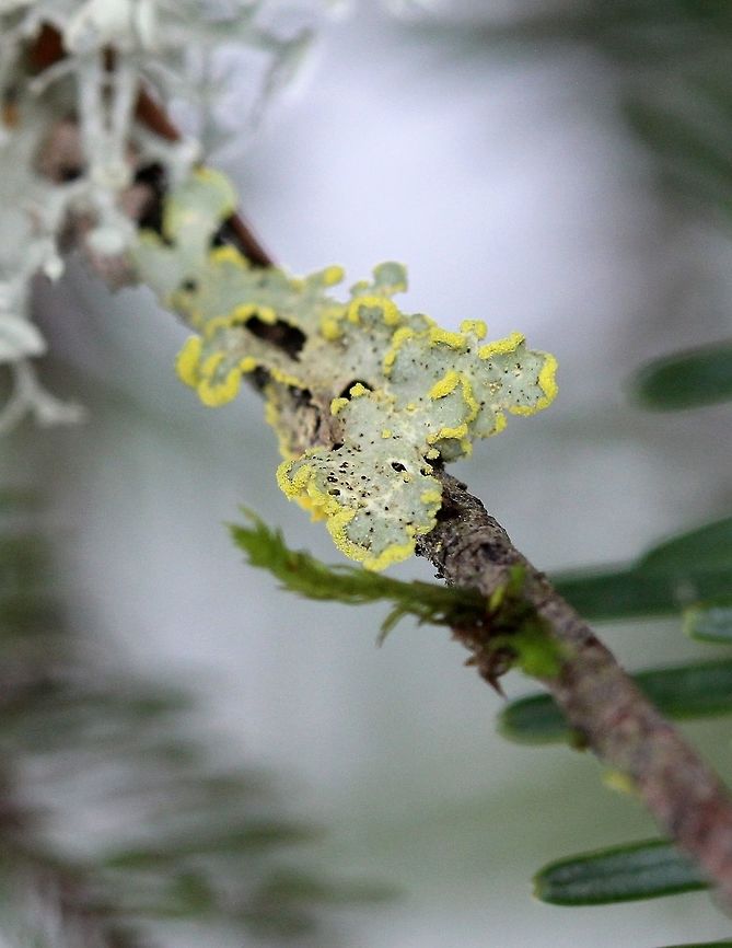 Vulpicida pinastri Vulpicida pinastri (Powdered Sunshine Lichen) on a small Balsam Fir (Abies balsamea) twig in the forest. Geotagged,Powdered Sunshine Lichen,Spring,United States,Vulpicida pinastri