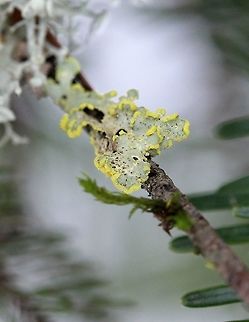 Vulpicida pinastri Vulpicida pinastri (Powdered Sunshine Lichen) on a small Balsam Fir (Abies balsamea) twig in the forest. Geotagged,Powdered Sunshine Lichen,Spring,United States,Vulpicida pinastri