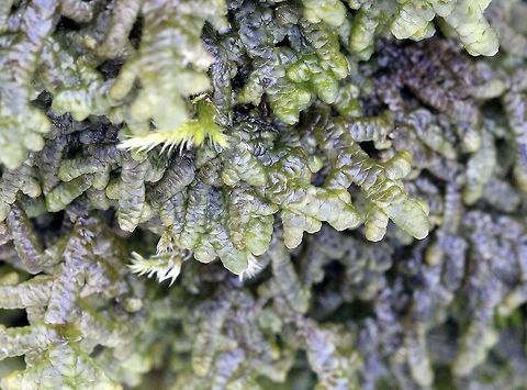 Porella platyphylla Porella platyphylla growing at the base of a large Quaking Aspen (Populus tremuloides) in the forest. Geotagged,Populus tremuloides,Porella platyphylla,Spring,United States,Wall Scalewort,quaking aspen