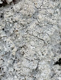 Lepraria finkii Lepraria finkii, a dust lichen, growing on mosses and the bark of a large Quaking Aspen (Populus tremuloides) in the forest. Southern exposure, partial sun in the afternoon. Fluffy Dust Lichen,Geotagged,Lepraria finkii,Lepraria lobificans,Spring,United States,dust lichen,lichen