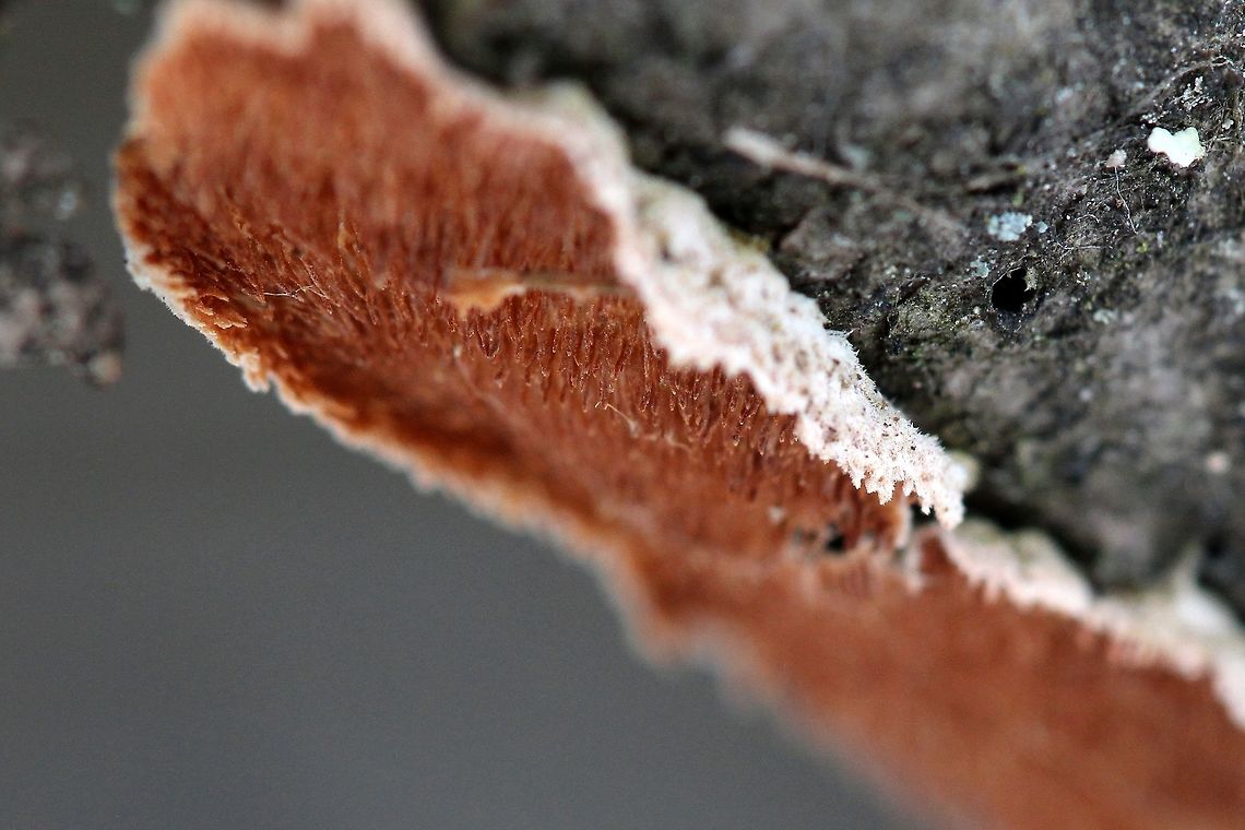 A crustose toothed fungus A crustose toothed fungus growing on the underside of a dead branch on Balsam Fir (Abies balsamea). When wet the underside is bright red. Abies balsamea,Geotagged,Spring,United States,balsam fir,crustose fungus,fungus,toothed fungus