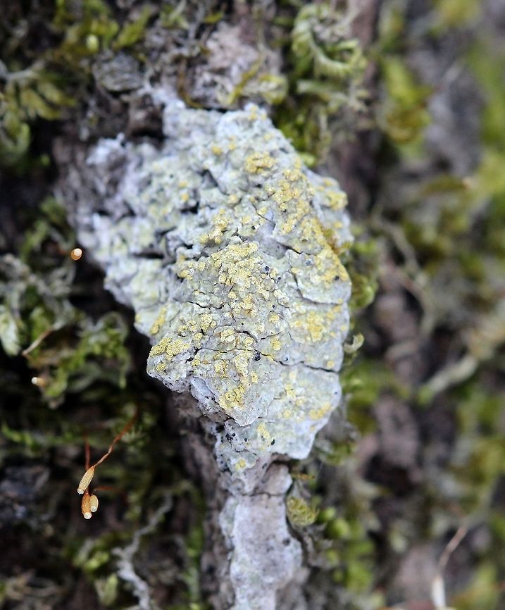 An unidentified crustose lichen An unidentified crustose lichen growing on the bark at the base of a large Quaking Aspen (Populus tremuloides). It was the only one seen on this tree and no others were found on any nearby trees. The thallus is thick, smooth but with cracks. There do not appear to be apothecia but irregularly shaped soralia with yellow soredia are present. There are a few dark black spots mixed in among the soralia. Geotagged,Spring,United States,crustose lichen,forest,gray lichen,populus tremuloides,quaking aspen,unidentified,yellow soredia