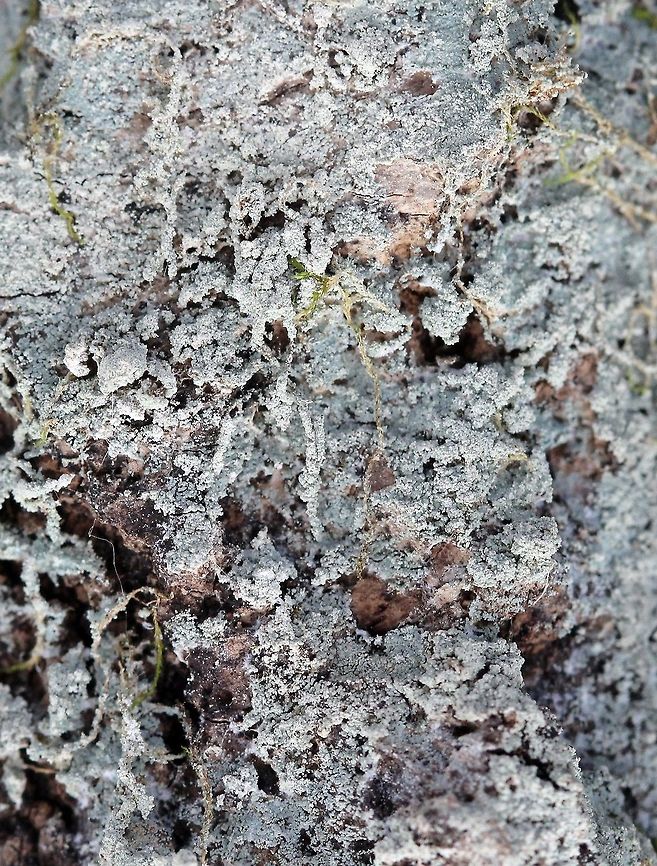 Lepraria finkii Lepraria finkii on mosses and bark of a large Quaking Aspen (Populus tremuloides) in the forest. Fluffy Dust Lichen,Geotagged,Lepraria finkii,Lepraria lobificans,Spring,United States,forest,quaking aspen