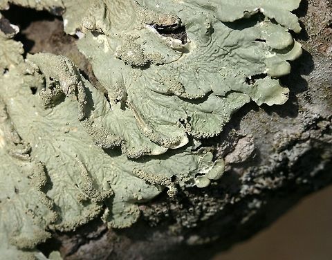 Flavoparmelia caperata Flavoparmelia caperata on a small lower branch of Bigtooth Aspen (Populus grandidentata). Common greenshield lichen,Flavoparmelia caperata,Geotagged,Populus grandidentata,Spring,United States,bigtooth aspen,green lichen,lichen