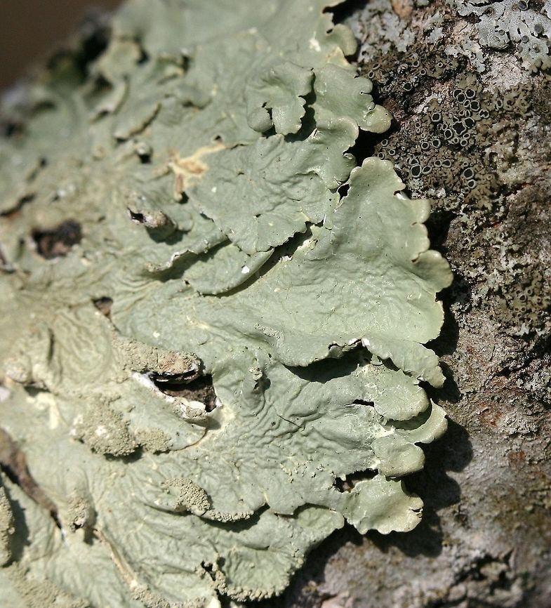 Flavoparmelia caperata Flavoparmelia caperata on a small lower branch of Bigtooth Aspen (Populus grandidentata). Common greenshield lichen,Flavoparmelia caperata,Geotagged,Populus grandidentata,Spring,United States,bigtooth aspen,green lichen,lichen