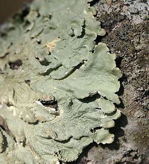 Flavoparmelia caperata Flavoparmelia caperata on a small lower branch of Bigtooth Aspen (Populus grandidentata). Common greenshield lichen,Flavoparmelia caperata,Geotagged,Populus grandidentata,Spring,United States,bigtooth aspen,green lichen,lichen
