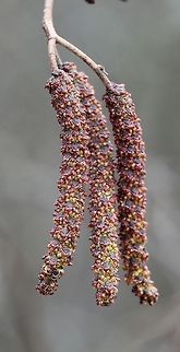 Alnus incana staminate catkins Alnus incana (Speckled Alder, Tag Alder) staminate catkins still a few days off before blooming. Alnus incana ssp. rugosa is a name that has been applied to North American plants east of the Rocky Mountains. Alnus incana,Geotagged,Spring,United States,catkins,speckled alder,staminate catkins,tag alder