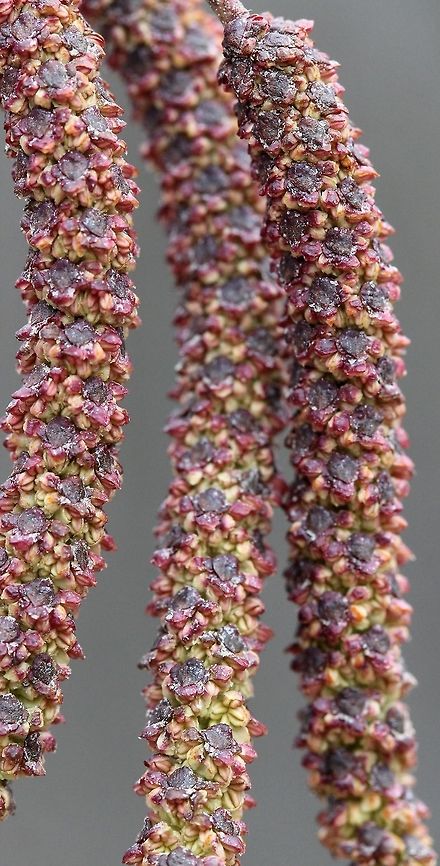 Alnus incana staminate catkins Alnus incana (Speckled Alder, Tag Alder) staminate catkins still a few days off before blooming. Alnus incana ssp. rugosa is a name that has been applied to North American plants east of the Rocky Mountains. Alnus incana,Geotagged,Spring,United States,catkins,speckled alder,staminate catkins,tag alder