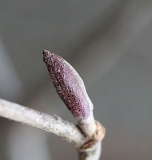 Alnus incana leaf bud Alnus incana leaf bud. The stalked bud is a good way to separate this species from the similar Alnus viridis which has sessile leaf buds. Alnus incana,Geotagged,Spring,United States,leaf bud,speckled alder,tag alder