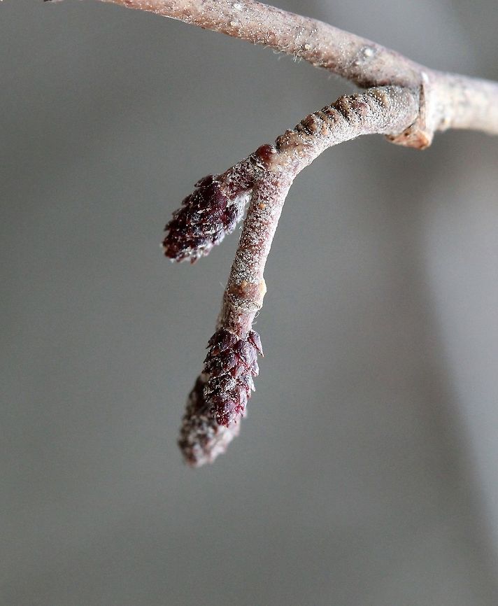 Alnus incana pistillate catkins Alnus incana pistillate catkins not quite open yet. Alnus incana,Geotagged,Spring,United States,pistillate catkins,speckled alder,tag alder