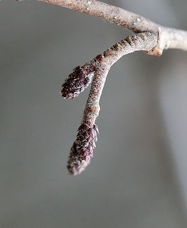 Alnus incana pistillate catkins Alnus incana pistillate catkins not quite open yet. Alnus incana,Geotagged,Spring,United States,pistillate catkins,speckled alder,tag alder