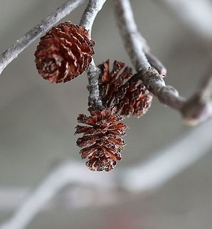 Alnus incana Alnus incana pistillate catkins from the previous year that have shed seeds. Sometimes called "cones". Alnus incana,Geotagged,Spring,United States,alder,pistillate catkins,speckled alder,tag alder