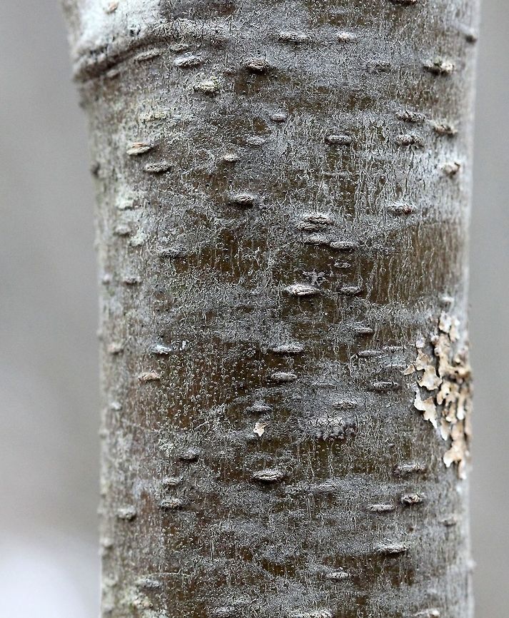 Alnus incana bark detail Alnus incana bark Alnus incana,Geotagged,Spring,United States,bark,shrub,speckled alder,tag alder
