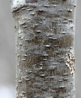 Alnus incana bark detail Alnus incana bark Alnus incana,Geotagged,Spring,United States,bark,shrub,speckled alder,tag alder