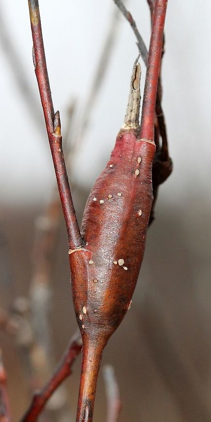 Gall on Meadow Willow A gall on Meadow Willow (Salix petiolaris) probably made by Rabdophaga rigidae a species of gall midge. Geotagged,Meadow Willow,Rabdophaga,Salix petiolaris,Spring,United States,gall
