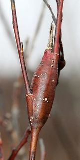 Gall on Meadow Willow A gall on Meadow Willow (Salix petiolaris) probably made by Rabdophaga rigidae a species of gall midge. Geotagged,Meadow Willow,Rabdophaga,Salix petiolaris,Spring,United States,gall