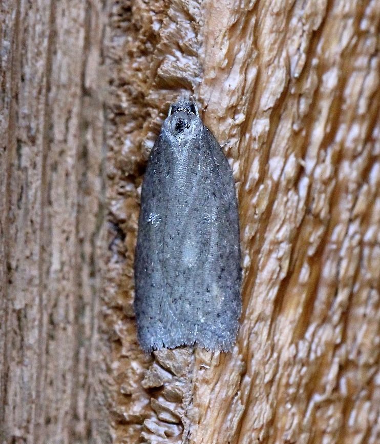 A moth A moth that is probably in the family Depressariidae. Attracted to the porch light on a mild evening after a warm day with a high temperature of 65 degrees F. Length about 10 mm. Geotagged,Spring,United States,early spring moth,gray moth,moth