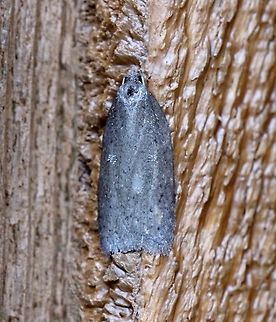 A moth A moth that is probably in the family Depressariidae. Attracted to the porch light on a mild evening after a warm day with a high temperature of 65 degrees F. Length about 10 mm. Geotagged,Spring,United States,early spring moth,gray moth,moth