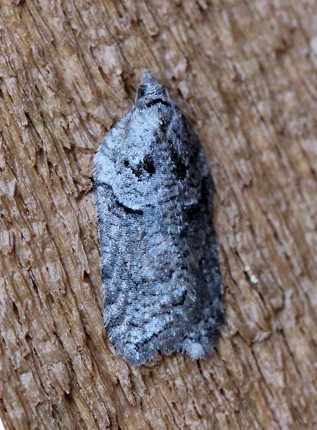 A moth A moth that is probably an Acleris species (see conversation below). Attracted to the porch light on a mild evening after a warm day with a high temperature of 65 degrees F. Acleris,Geotagged,Spring,United States,early spring moth,gray moth,moth