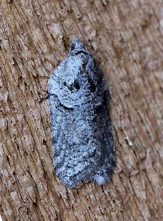 A moth A moth that is probably an Acleris species (see conversation below). Attracted to the porch light on a mild evening after a warm day with a high temperature of 65 degrees F. Acleris,Geotagged,Spring,United States,early spring moth,gray moth,moth