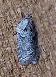 A moth A moth that is probably an Acleris species (see conversation below). Attracted to the porch light on a mild evening after a warm day with a high temperature of 65 degrees F. Acleris,Geotagged,Spring,United States,early spring moth,gray moth,moth