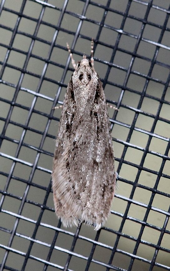 Semioscopis aurorella Semioscopis aurorella attracted to the porch light on a mild evening after a warm day with a high temperature of 65 degrees F. Length about 15 mm.<br />
<br />
Larvae feed on leaves of cherry and plum (Prunus spp.). Geotagged,Semioscopis aurorella,Spring,United States,early spring moth