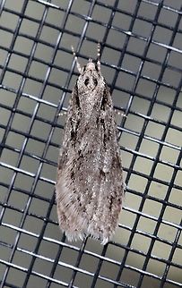 Semioscopis aurorella Semioscopis aurorella attracted to the porch light on a mild evening after a warm day with a high temperature of 65 degrees F. Length about 15 mm.

Larvae feed on leaves of cherry and plum (Prunus spp.). Geotagged,Semioscopis aurorella,Spring,United States,early spring moth