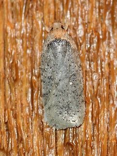 Agonopterix argillacea Agonopterix argillacea attracted to the porch light on a mild evening after a warm day with a high temperature of 65 degrees F. Agonopterix,Agonopterix argillacea,Geotagged,Spring,United States,early spring moth,moth