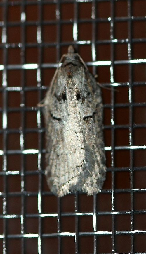 Acleris sp. A moth that is probably an Acleris species. Attracted to the porch light on a mild evening after a warm day with a high temperature of 65 degrees F. Size of mesh is about 2 mm.<br />
<br />
Similar to this one:<br />
<figure class="photo"><a href="https://www.jungledragon.com/image/77623/a_moth.html" title="A moth"><img src="https://s3.amazonaws.com/media.jungledragon.com/images/3383/77623_thumb.JPG?AWSAccessKeyId=05GMT0V3GWVNE7GGM1R2&Expires=1765411210&Signature=7zi%2BAyz0M%2BehPEr6h%2FFQxNENKoY%3D" width="114" height="152" alt="A moth A moth that is probably an Acleris species (see conversation below). Attracted to the porch light on a mild evening after a warm day with a high temperature of 65 degrees F. Acleris,Geotagged,Spring,United States,early spring moth,gray moth,moth" /></a></figure> Acleris,Geotagged,Spring,United States,early spring moth,moth