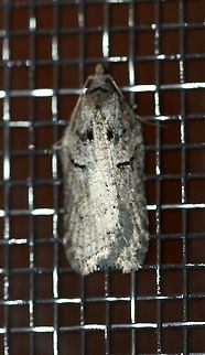 Acleris sp. A moth that is probably an Acleris species. Attracted to the porch light on a mild evening after a warm day with a high temperature of 65 degrees F. Size of mesh is about 2 mm.

Similar to this one:
https://www.jungledragon.com/image/77623/a_moth.html Acleris,Geotagged,Spring,United States,early spring moth,moth