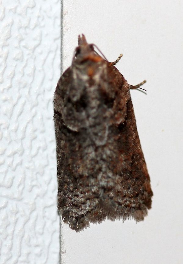 A moth A moth that is probably an Acleris species. Attracted to the porch light on a mild evening after a warm day with a high temperature of 65 degrees F.<br />
<br />
Similar to this one:<br />
<figure class="photo"><a href="https://www.jungledragon.com/image/77725/acleris_sp.html" title="Acleris sp."><img src="https://s3.amazonaws.com/media.jungledragon.com/images/3383/77725_thumb.JPG?AWSAccessKeyId=05GMT0V3GWVNE7GGM1R2&Expires=1765411210&Signature=8MkF2N%2FdXdRyqqvzluTrrNsXK74%3D" width="112" height="152" alt="Acleris sp. A clearer shot of this one seen a few nights ago:<br />
https://www.jungledragon.com/image/77632/a_moth.html<br />
<br />
Resembles some forms of Acleris celiana and Acleris hastiana. Attracted to an incandescent porch light. Temperatures in the low 50s to mid-40s F, light rain. Acleris,Acleris celiana,Acleris hastiana,Geotagged,Spring,United States,early spring moth,moth" /></a></figure> Acleris,Geotagged,Spring,United States,early spring moth,moth