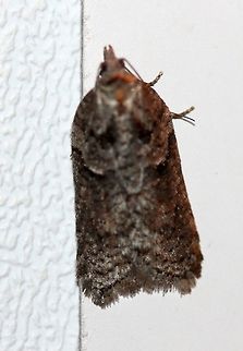 A moth A moth that is probably an Acleris species. Attracted to the porch light on a mild evening after a warm day with a high temperature of 65 degrees F.

Similar to this one:
https://www.jungledragon.com/image/77725/acleris_sp.html Acleris,Geotagged,Spring,United States,early spring moth,moth