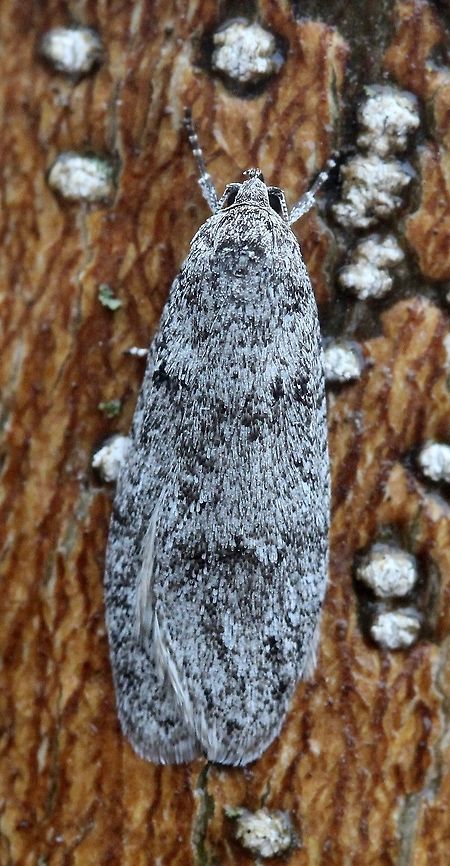 Semioscopis inornata Semioscopis inornata resting on the trunk of a sapling Green Ash (Fraxinus pennsylvanica). Geotagged,Semioscopis inornata,Spring,United States,early spring moth