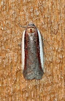 Acleris celiana Attracted to an incandescent porch light. Temperature 42 degrees F. Acleris celiana,Celiana's Acleris,Geotagged,Spring,United States,early spring moth