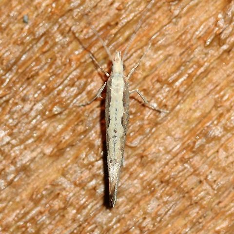 Plutella xylostella Attracted to an incandescent porch light. Temperature 42 degrees F. Diamondback moth,Geotagged,Plutella xylostella,Spring,United States,early spring moth
