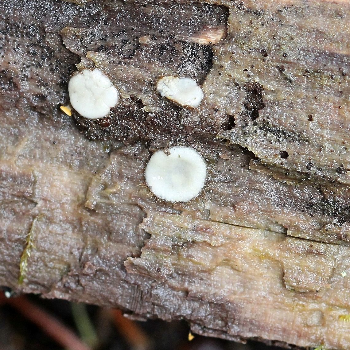 A fungus I&#039;m not positive on the id but this does resemble Paratrichophaea. Growing on a decorticated Quaking Aspen (Populus tremuloides) log in the forest. Geotagged,Paratrichophaea,Pyronemataceae,Spring,United States,fungus