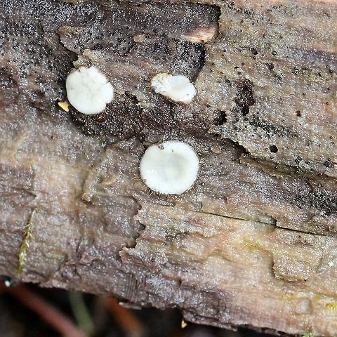 A fungus I'm not positive on the id but this does resemble Paratrichophaea. Growing on a decorticated Quaking Aspen (Populus tremuloides) log in the forest. Geotagged,Paratrichophaea,Pyronemataceae,Spring,United States,fungus